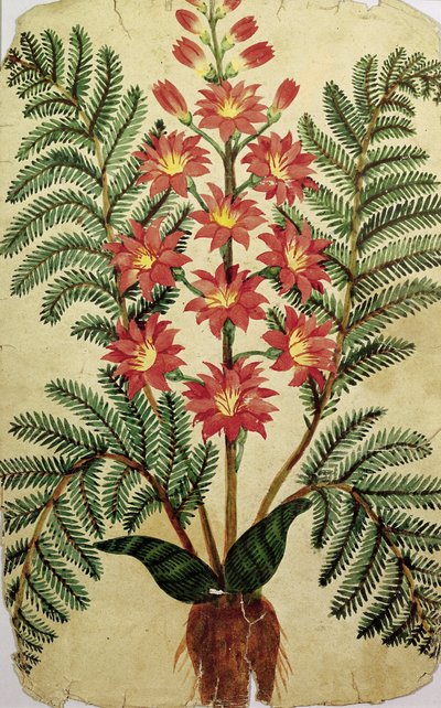 Fern with red and yellow flowers, plate from a seed merchants in Oisans by French School